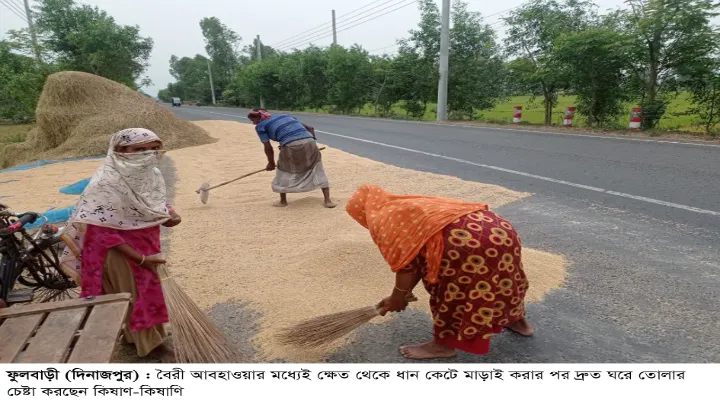 বৈরী,  আবহাওয়া, ফুলবাড়ী,  মাঠ,পাকা,  বোরো ধান
